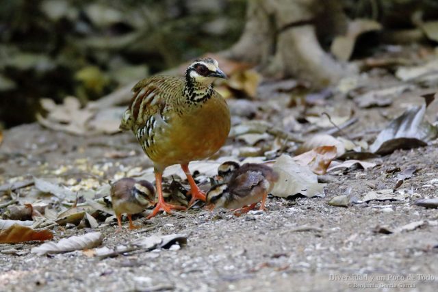 Arborofila pechiparda, un adulto y tres pollos