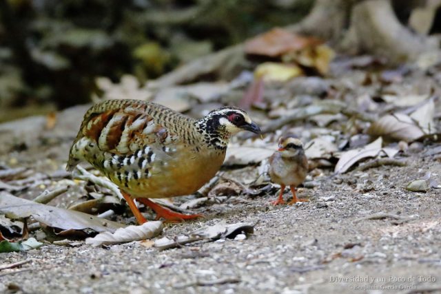 Arborofila pechiparda, un adulto y un pollo