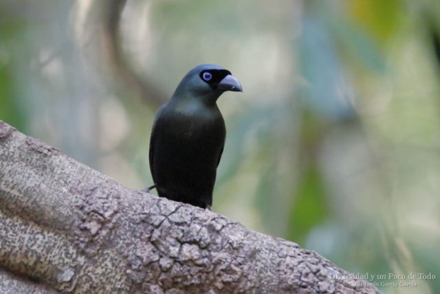 Urraca bronceada posada en un tronco