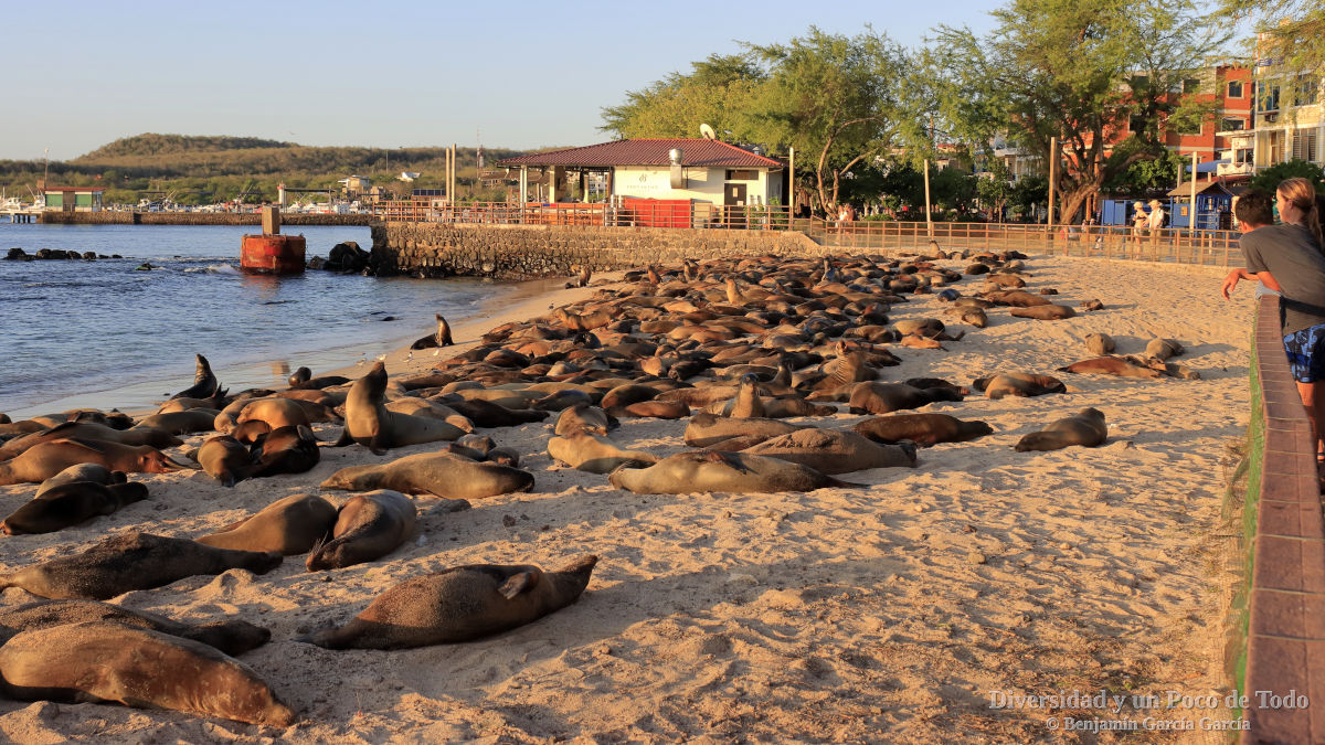 leones marinos de galapagos en la playa de oro en San Cristobal