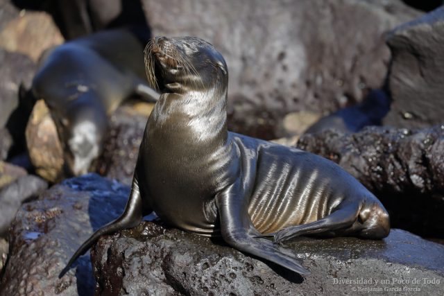 ejemplar sobre una roca de leon marino de galapagos