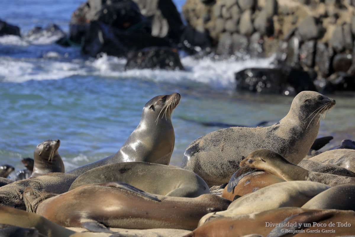 leon marino de galapagos