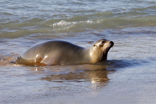 leon marino de galapagos