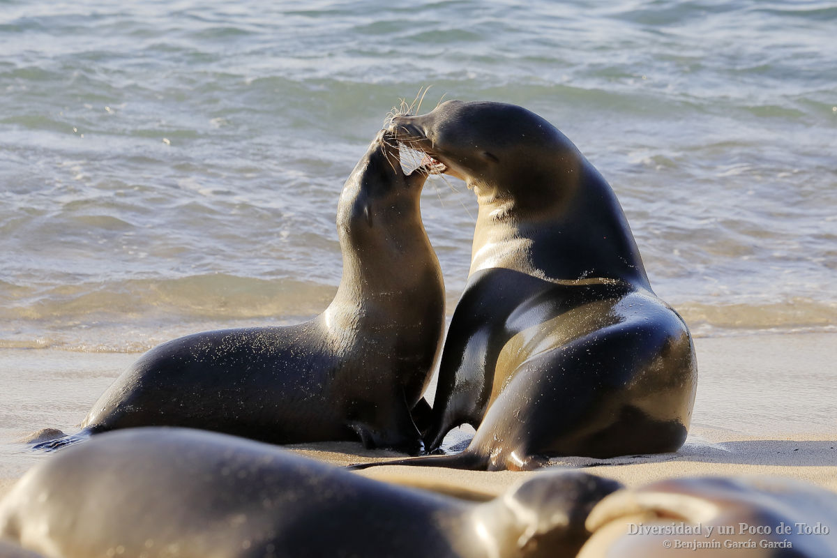 Pareja de leones marinos de Galapagos