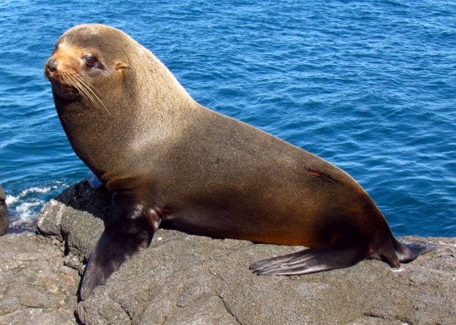 leon peletero de galapagos