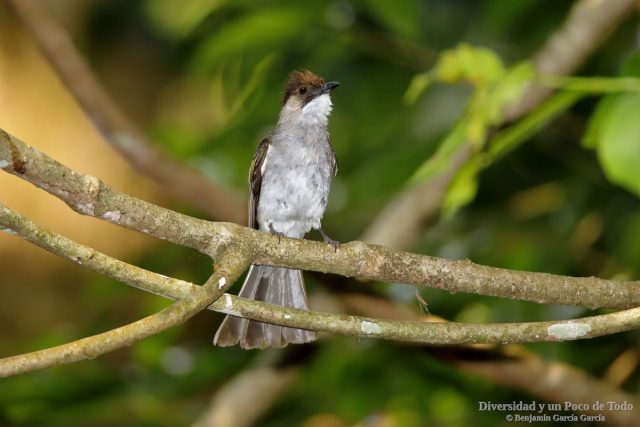 bulbul ceniciento perchado en una rama