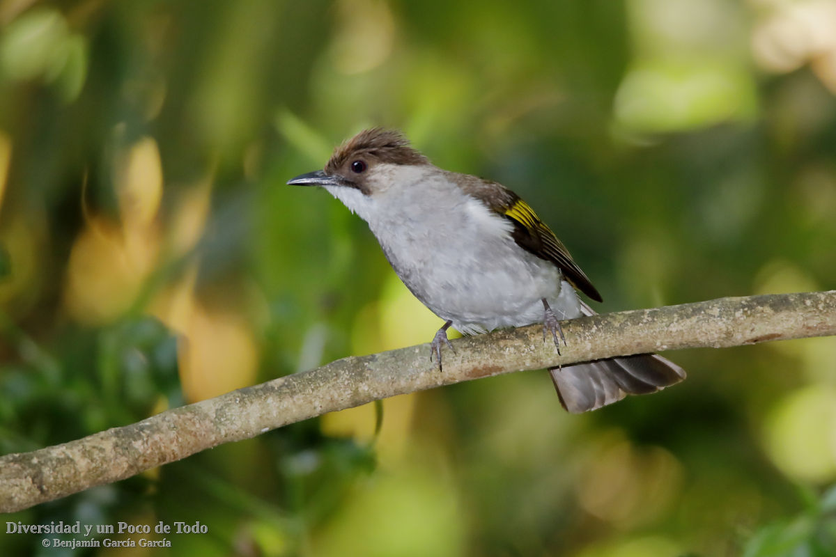 bulbul ceniciento posado en una rama